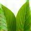 Icône feuille verte écologie